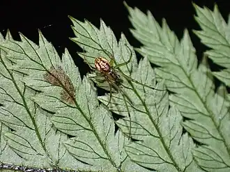 Eryciniolia purpurapunctata