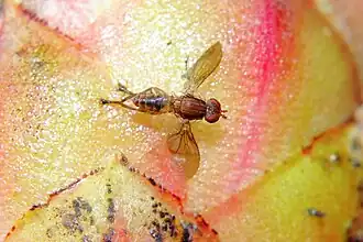 Napaeosciomyza spinicosta