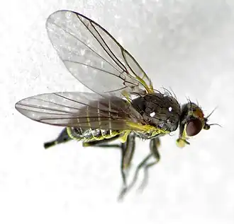 Napomyza bellidis