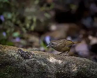 Kortstaartsluiptimalia