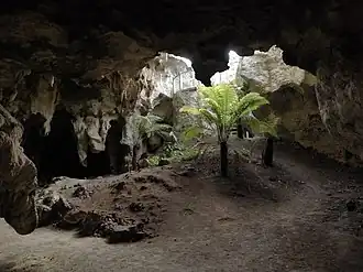 Nationaal park Naracoorte Caves