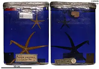 Narcissia canariensis