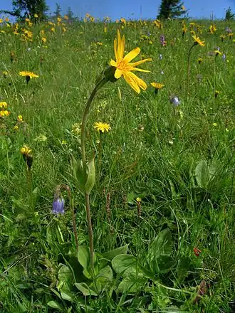 Wolf's bane (Arnica montana).