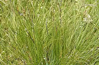 Borstelgras