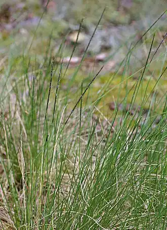 Borstelgras