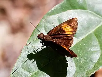 Koruthaialos rubecula