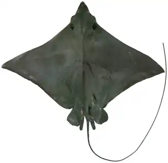 Aetobatus narutobiei