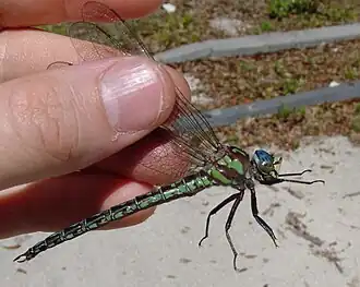 Nasiaeschna pentacantha