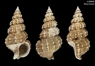 Nassaria termesoides