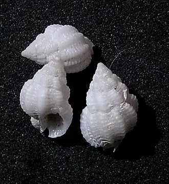 Phrontis antillarum