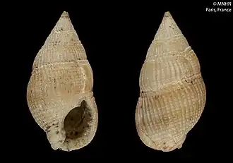 Nassarius concinnus