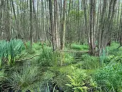 Zomeraspect van het elzenzegge-elzenbroek
