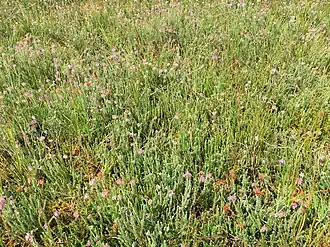 Associatie van gewone dophei (zomeraspect)