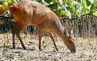 Rode duiker