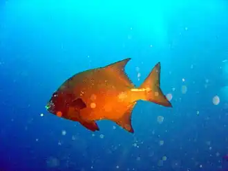 Oplegnathus robinsoni