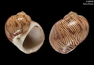 Natica rubromaculata