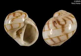 Naticarius lineozonus