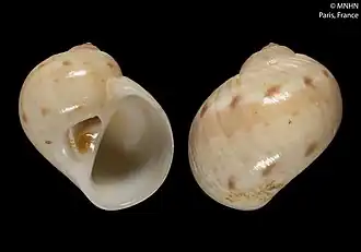Naticarius manceli