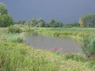 Sliedrechtse Biesbosch