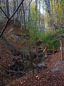 Wandelroute door het beukenbos.