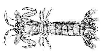 Natosquilla investigatoris