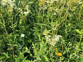 Close-up van een natte strooiselruigte