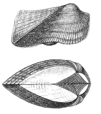Arca tetragona