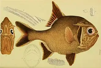 Trachichthys australis