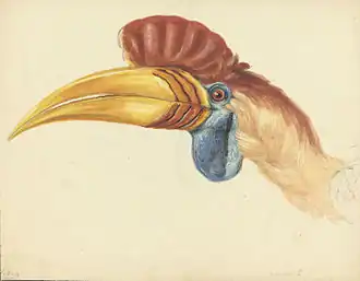 Vroege tekening door de Natuurkundige Commissie uit de jaren 1820.