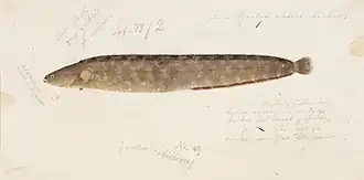 Pholis nebulosa