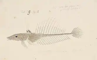Hoplichthys langsdorfii
