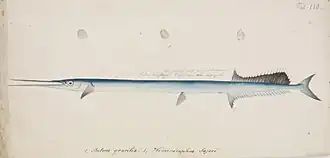 Strongylura anastomella