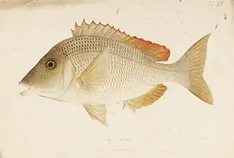 Lethrinus haematopterus