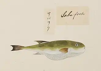 Lagocephalus inermis