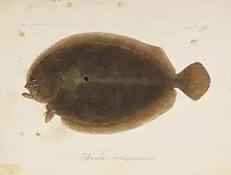 Pseudorhombus cinnamoneus