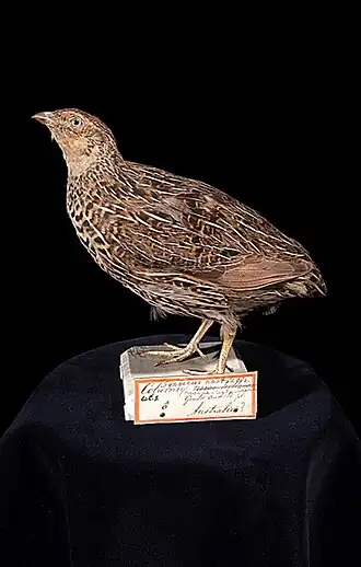 Nieuw-Zeelandse kwartel