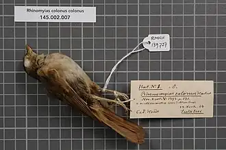 Sulajunglevliegenvanger