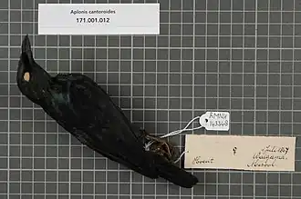 Orpheuspurperspreeuw