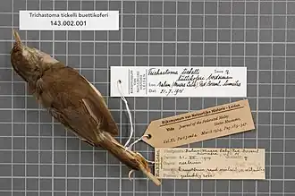 Büttikofers jungletimalia