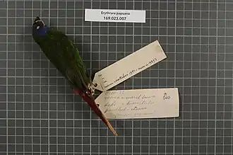 Papoeapapegaaiamadine