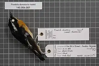 Yamdenavliegenvanger