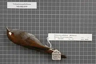 Grijsborstlijstertimalia