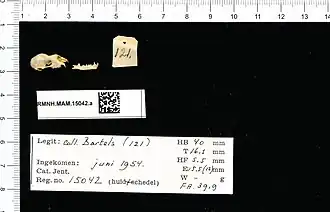 Rhinolophus pusillus