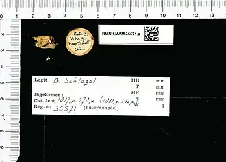 Hesperoptenus tickelli