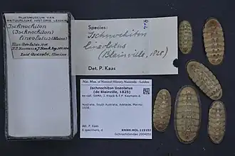 Ischnochiton (Ischnochiton) lineolatus