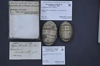 Acanthopleura vaillantii