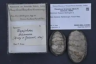 Plaxiphora (Plaxiphora) biramosa