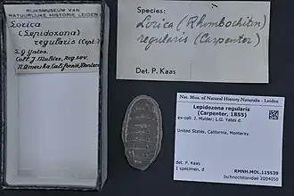 Lepidozona regularis