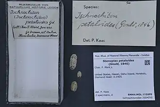 Stenoplax (Stenoplax) petaloides