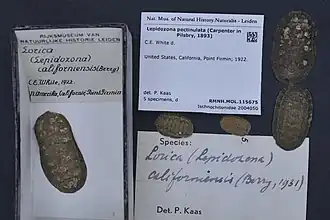 Lepidozona pectinulata